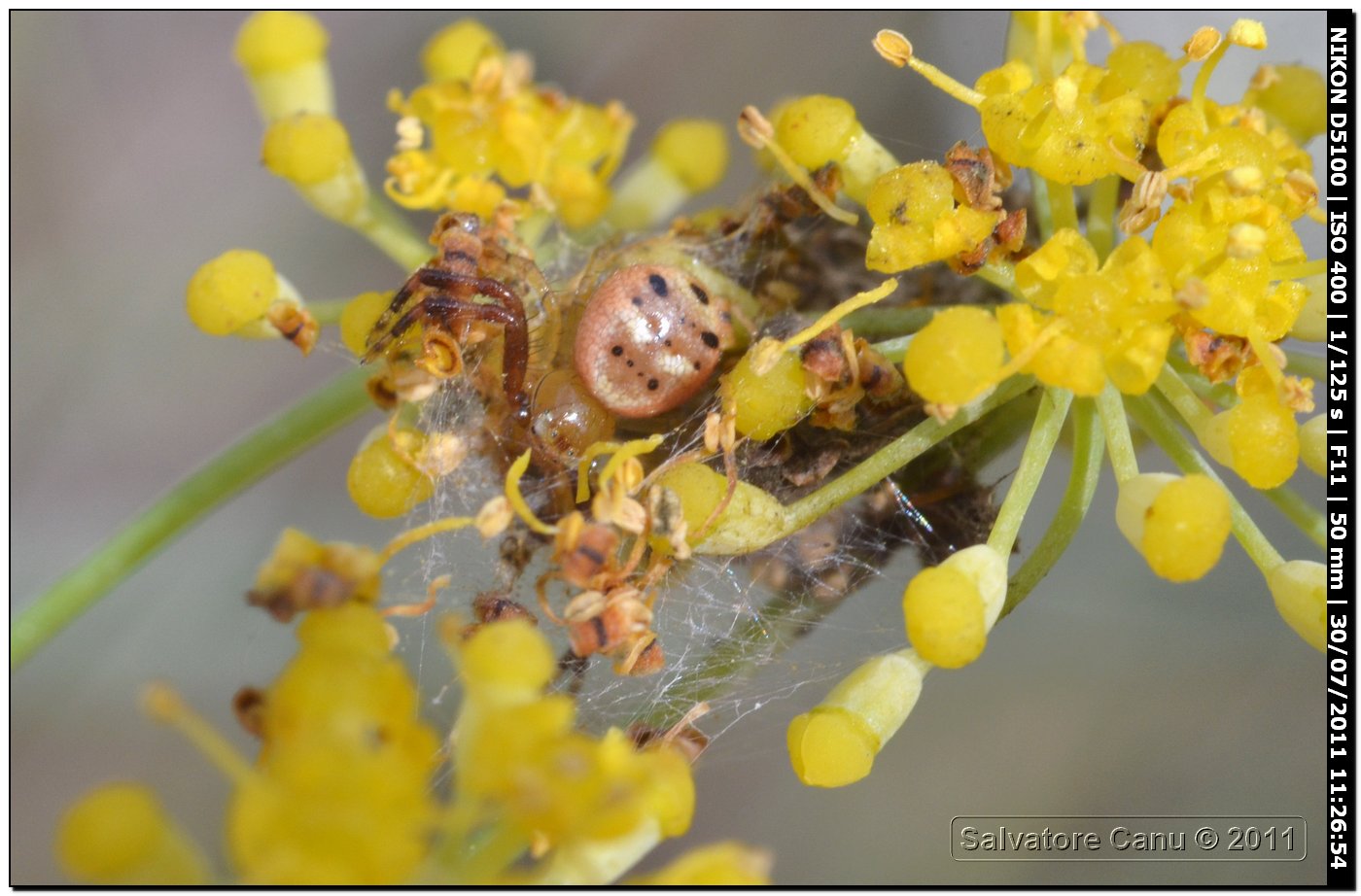 Synema globosum