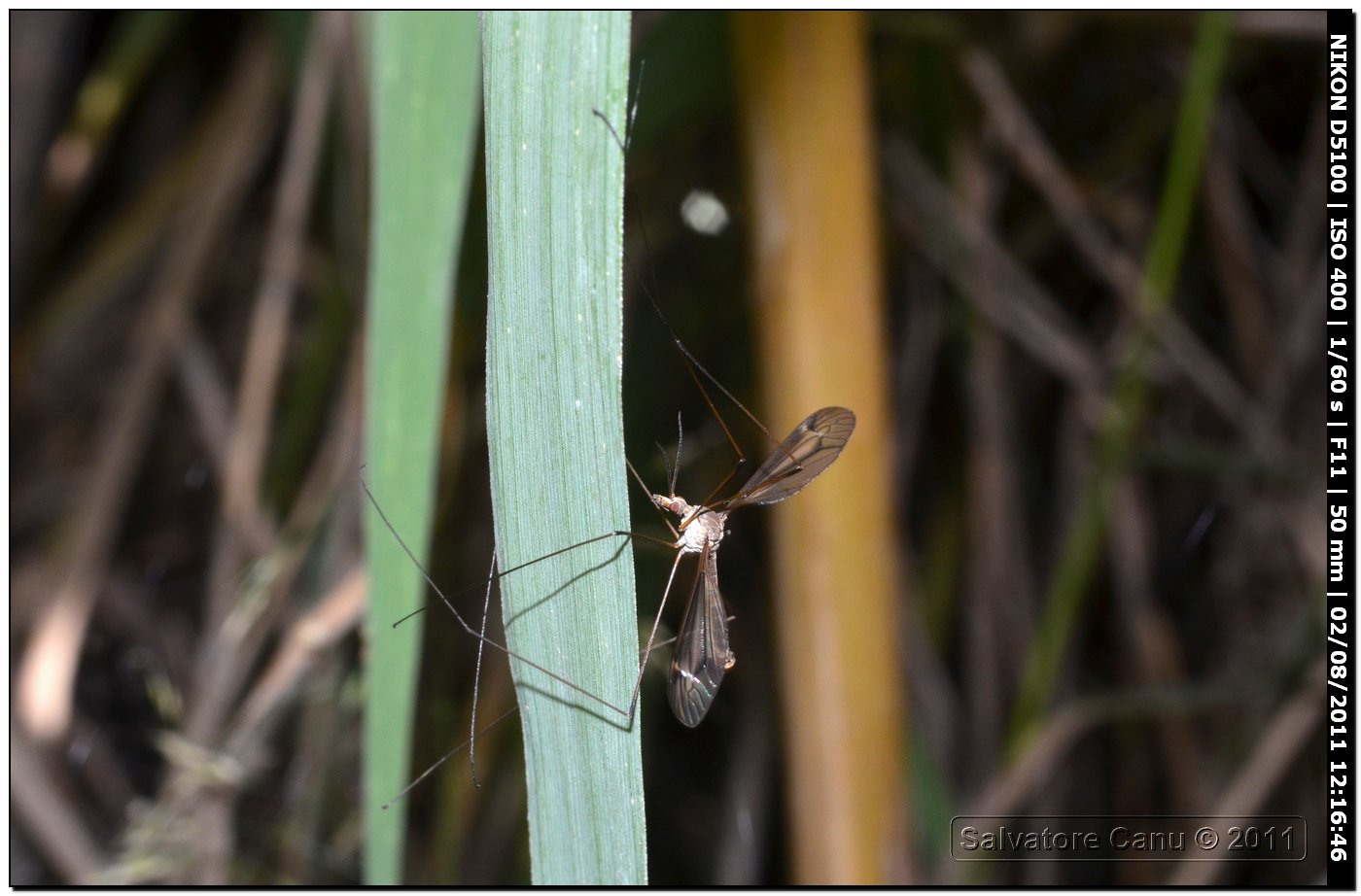 Zanzarona da id?