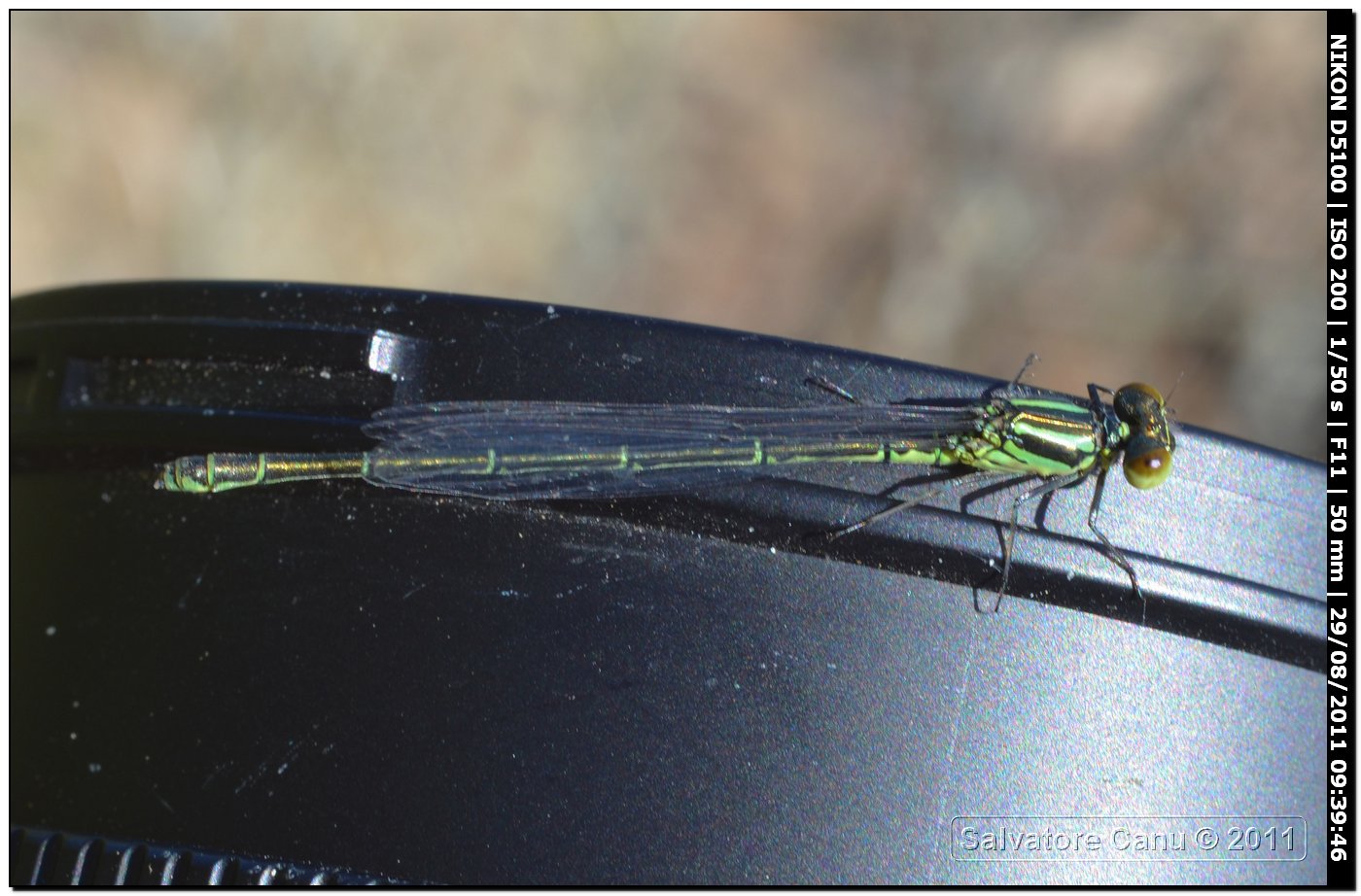 Ischinura genei & Erythromma viridulum