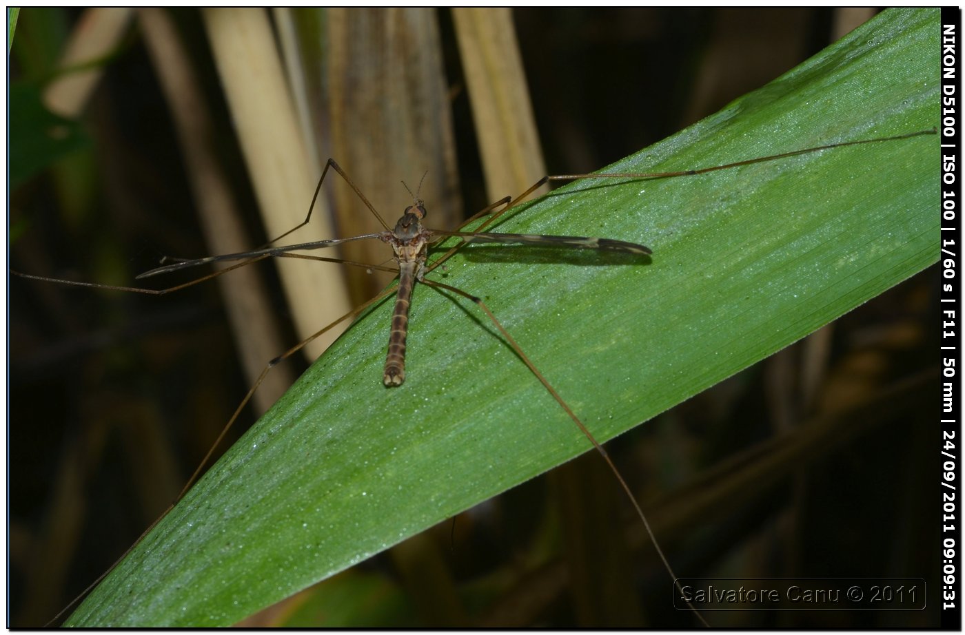 Tipulidae, Tipula maxima ♂