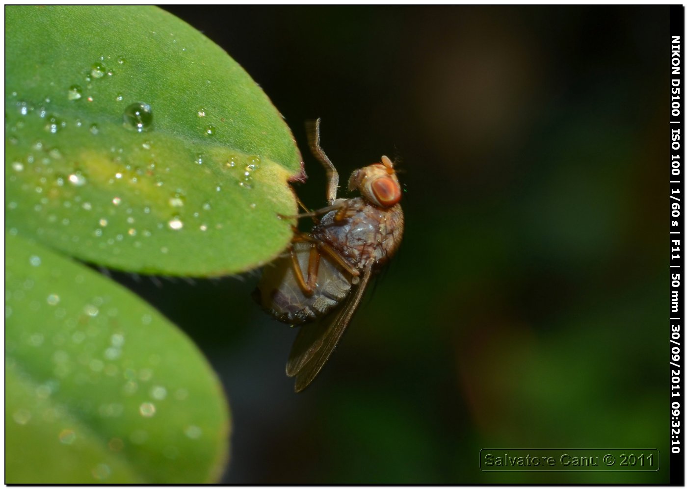 Heleomyzidae?  No, Lauxanidae