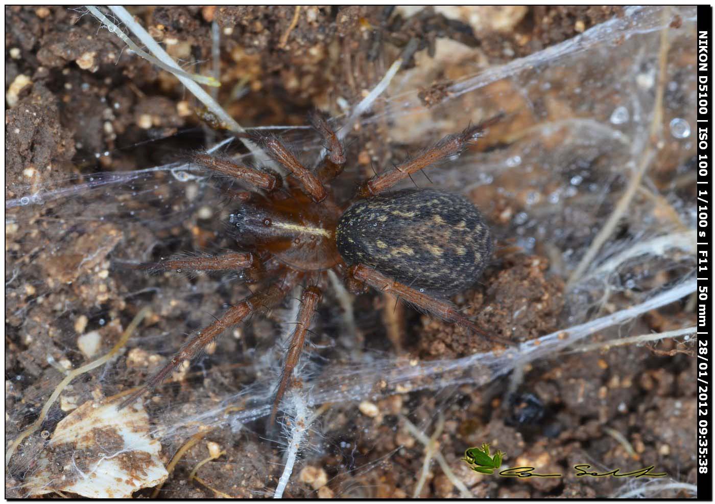 Lycosoides coarctata 2