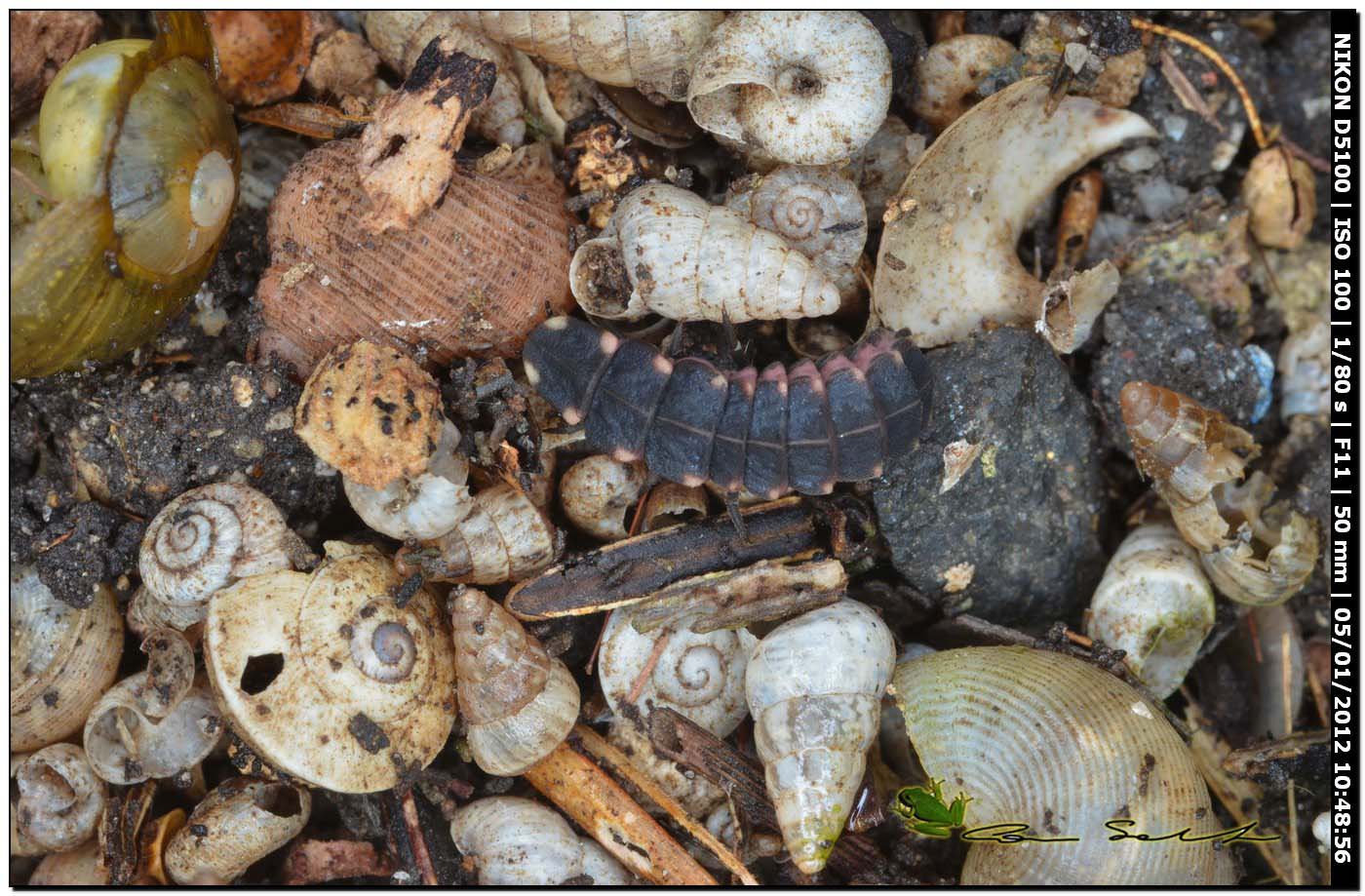 Larva di lucciola:  Lampyris sardiniae