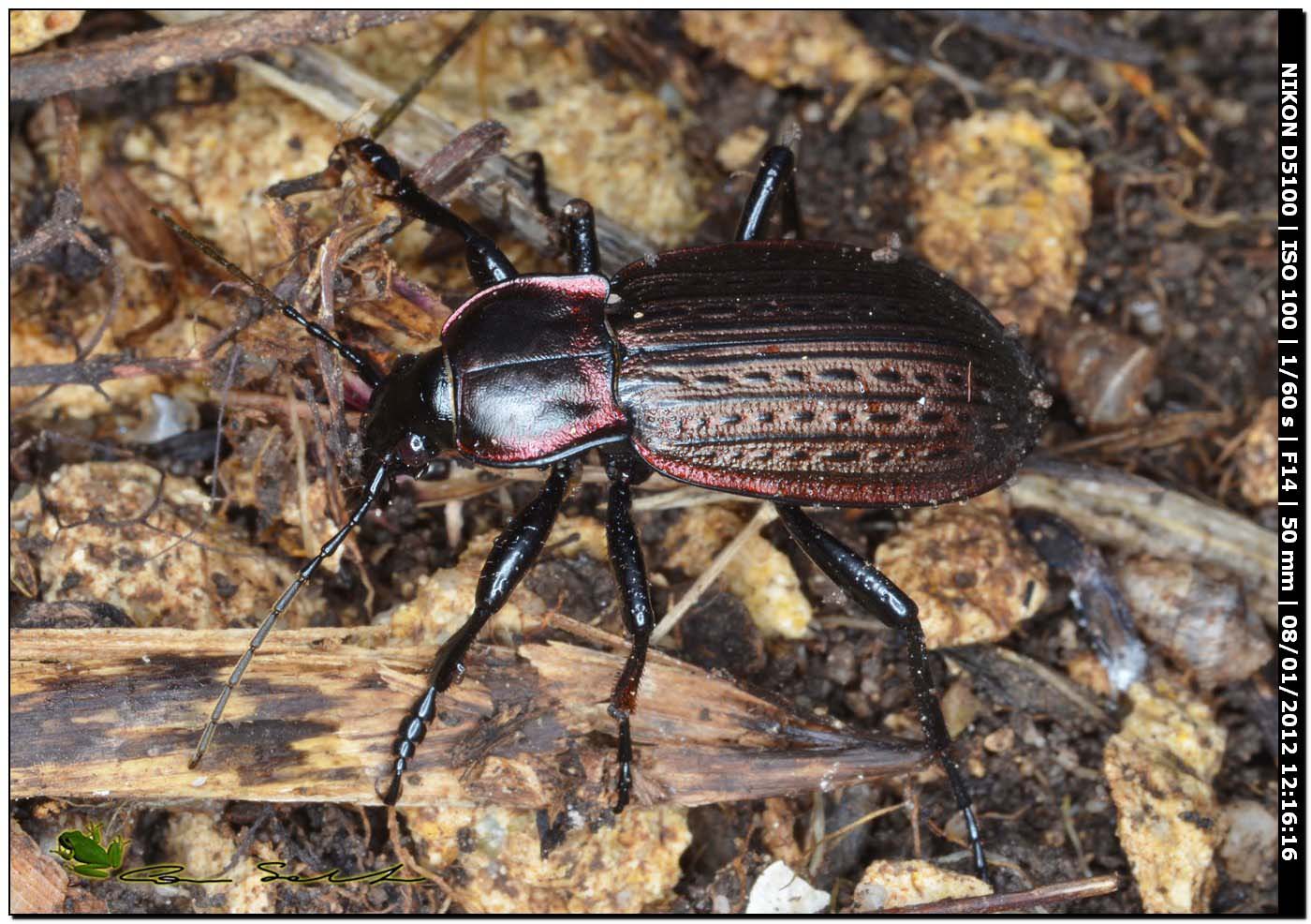 Carabus (Macrothorax) morbillosus constantinus