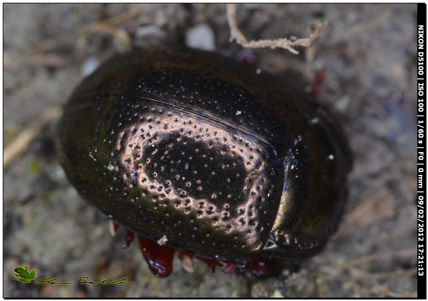 Coleottero scuro con ventre bordeaux: Chrysolina bankii