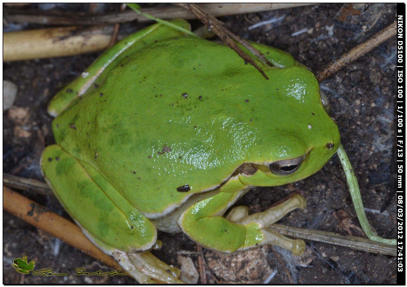 Hyla sarda da Usini