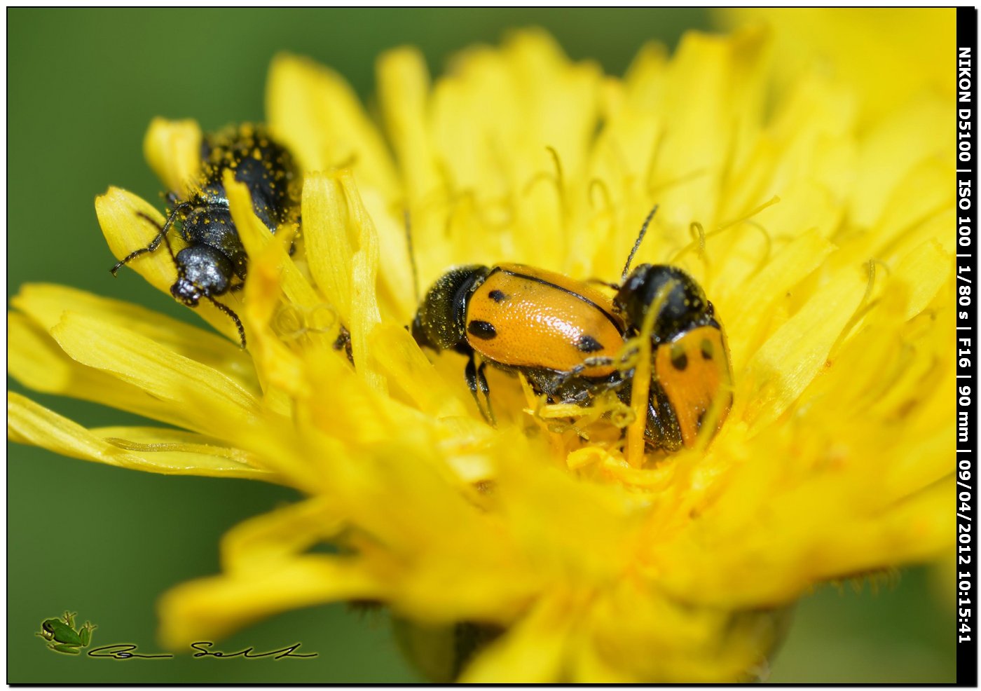 Ancora Cryptocephalus rugicollis?