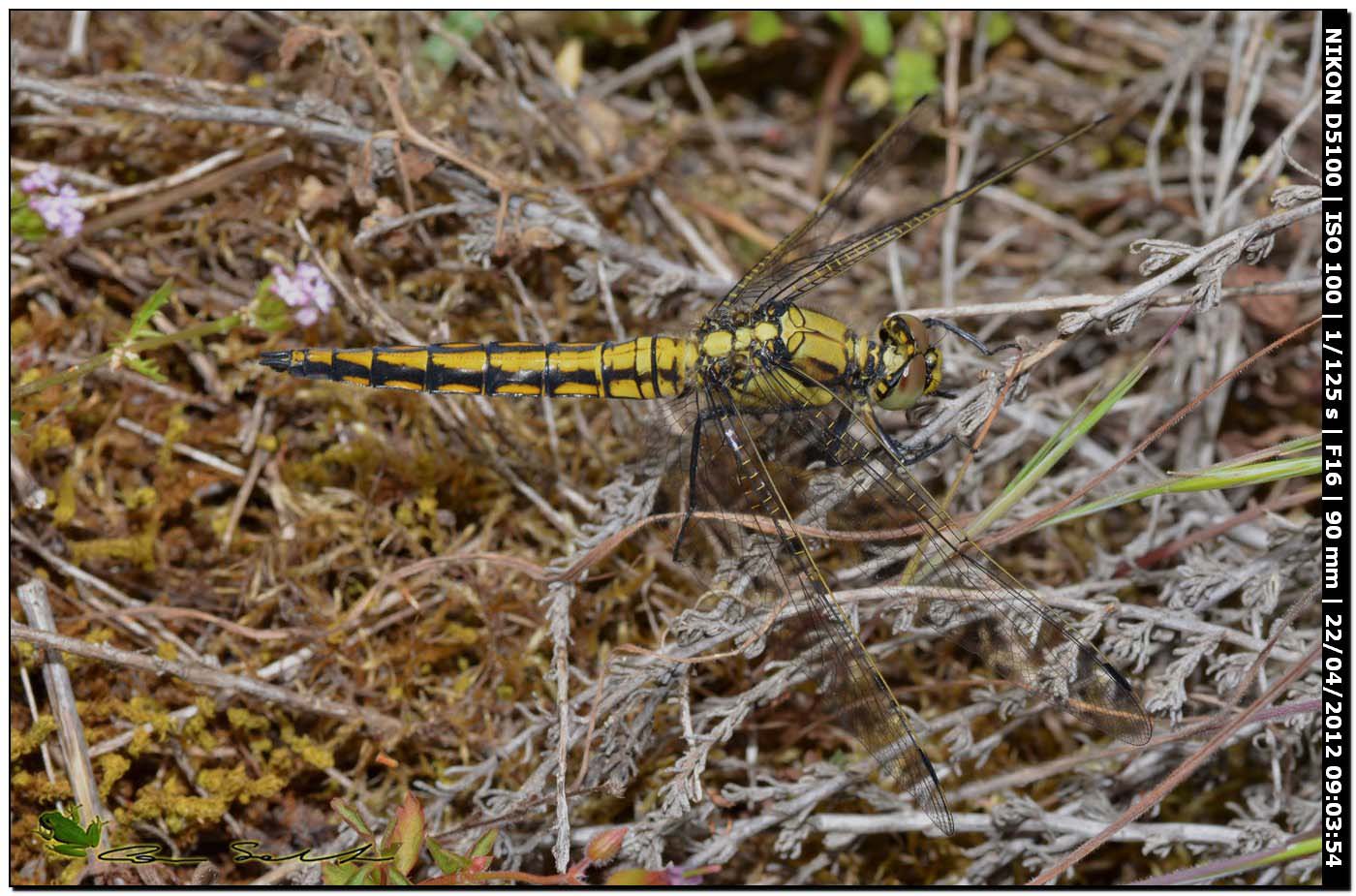 Orthetrum cancellatum