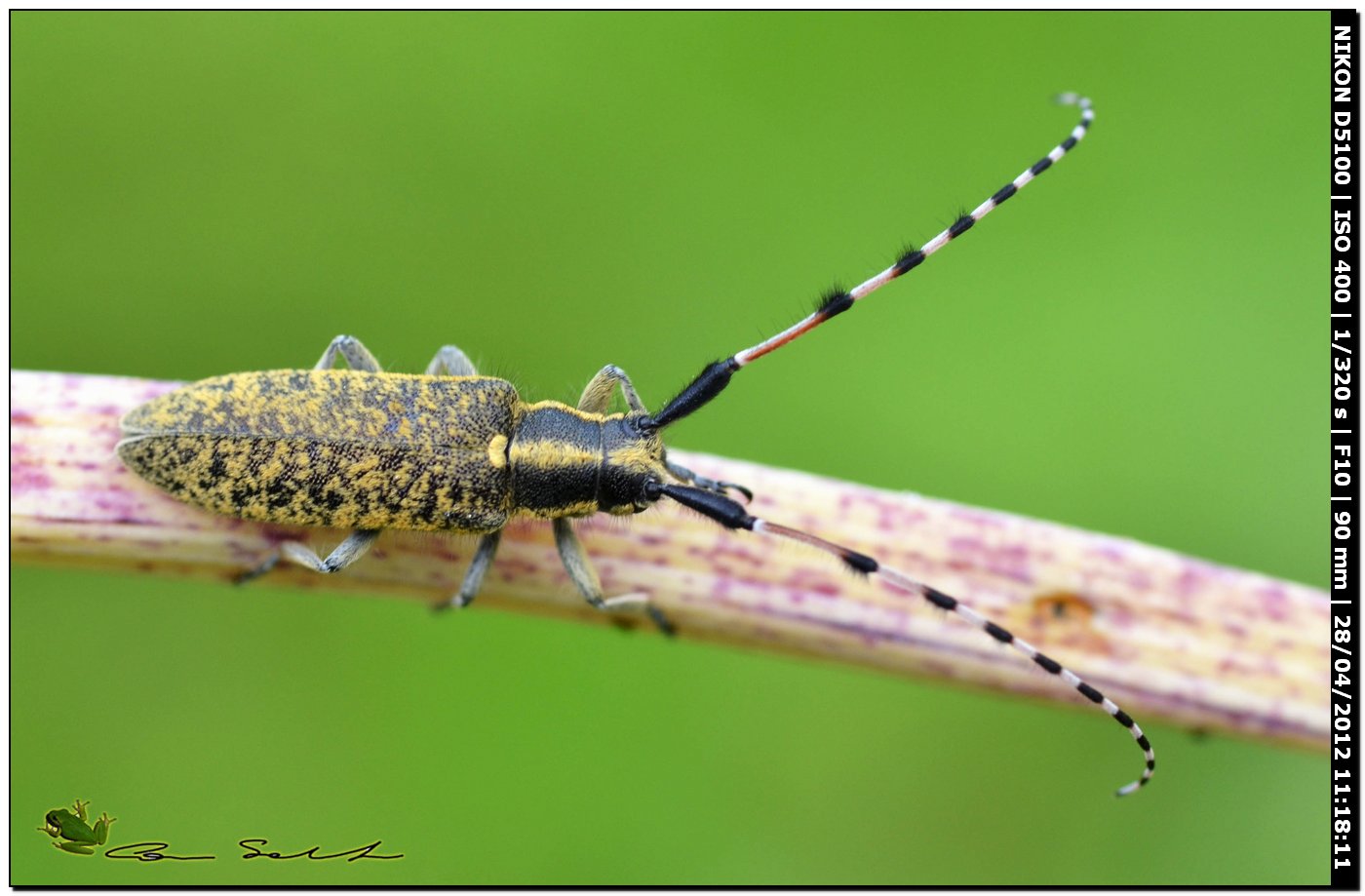 Agapanthia sicula malmerendii