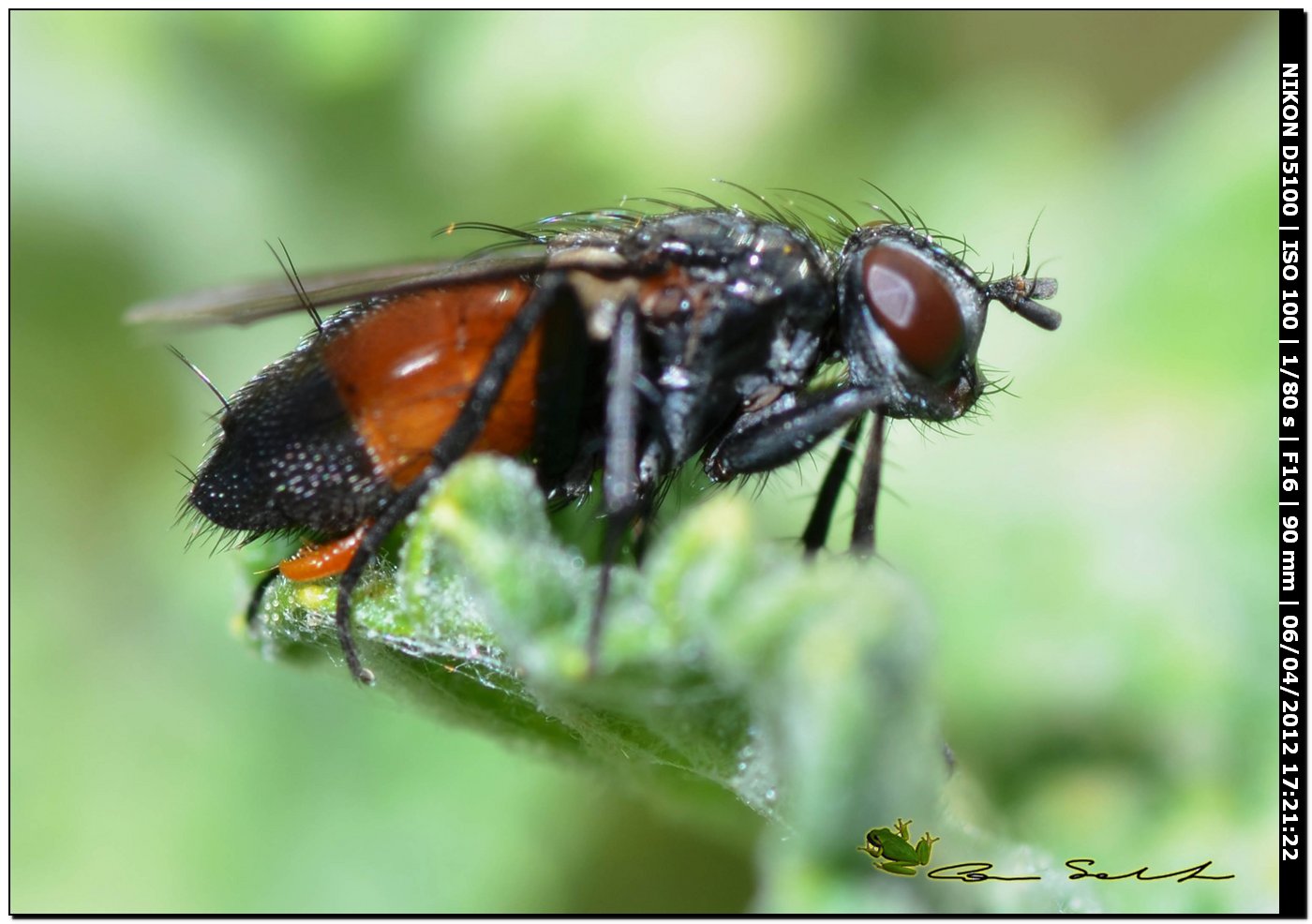 Stevenia sp. (Rhinophoridae)