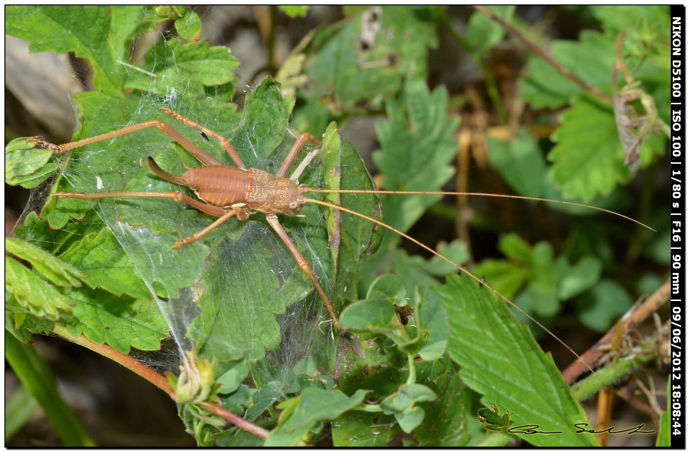 Uromenus sp.?