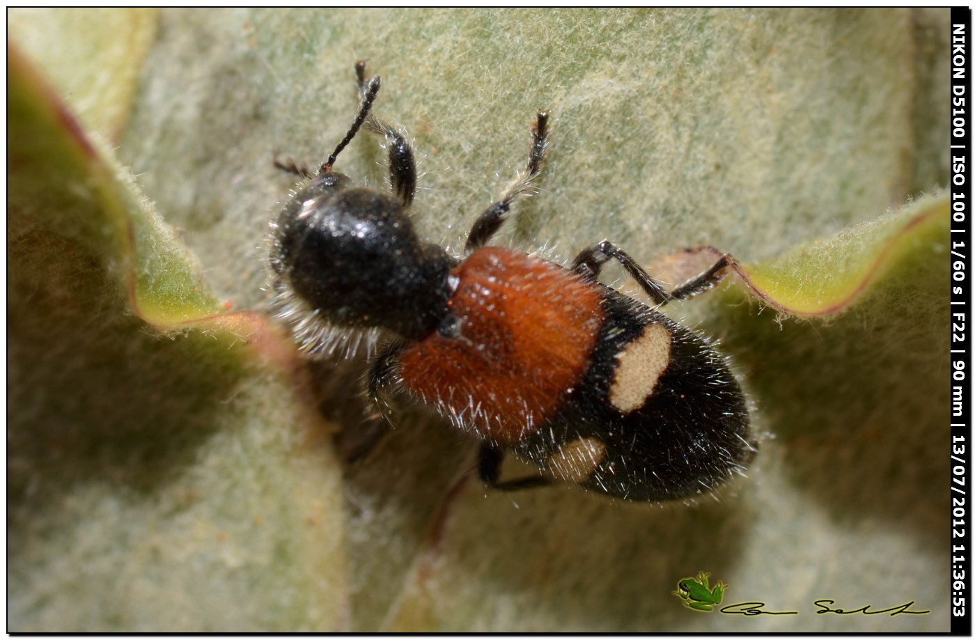 Cleridae, Tilloidea transversalis