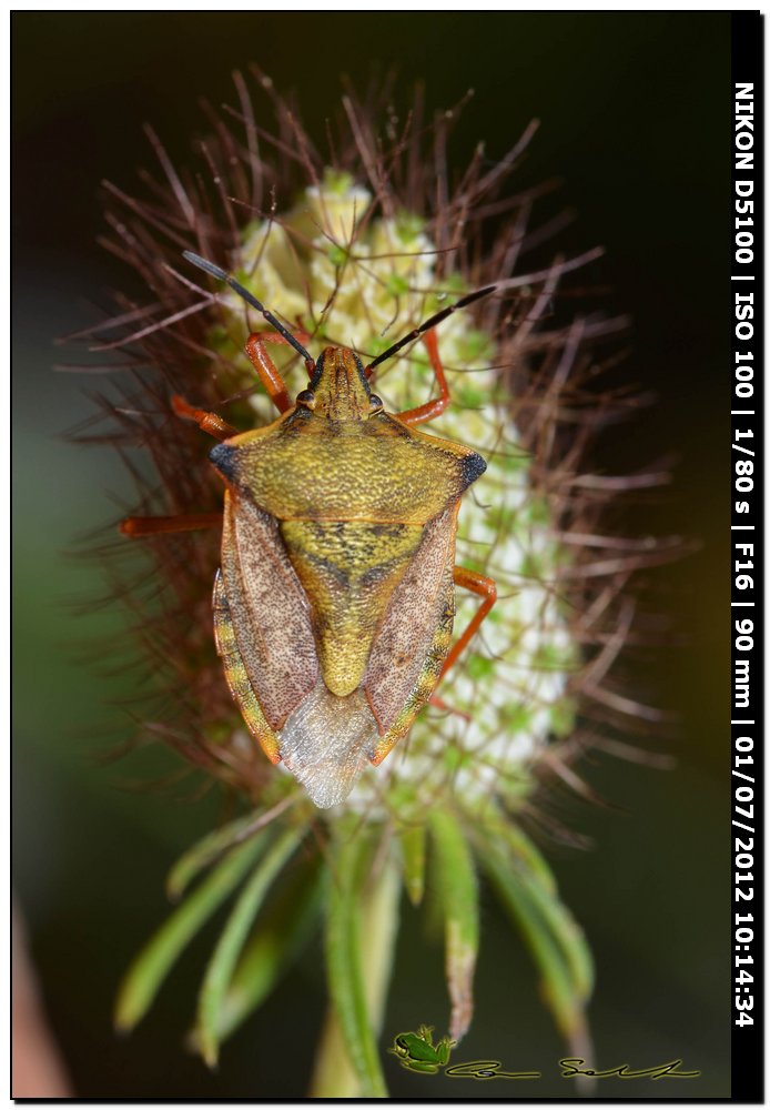 Carpocoris mediterraneus atlanticus