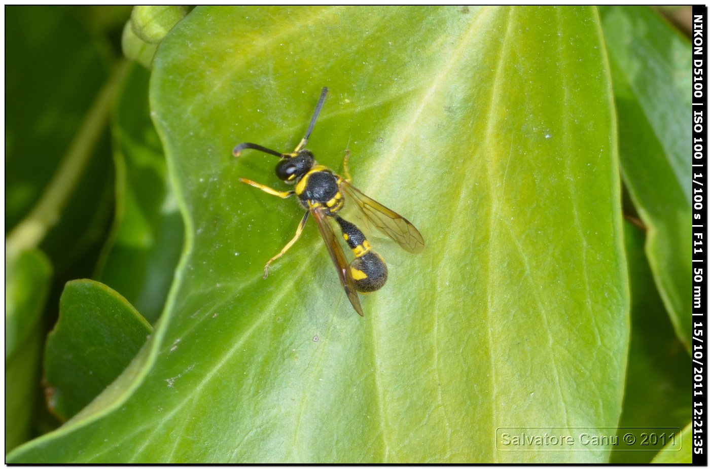 Eumenes sp. (Vespidae Eumeninae)