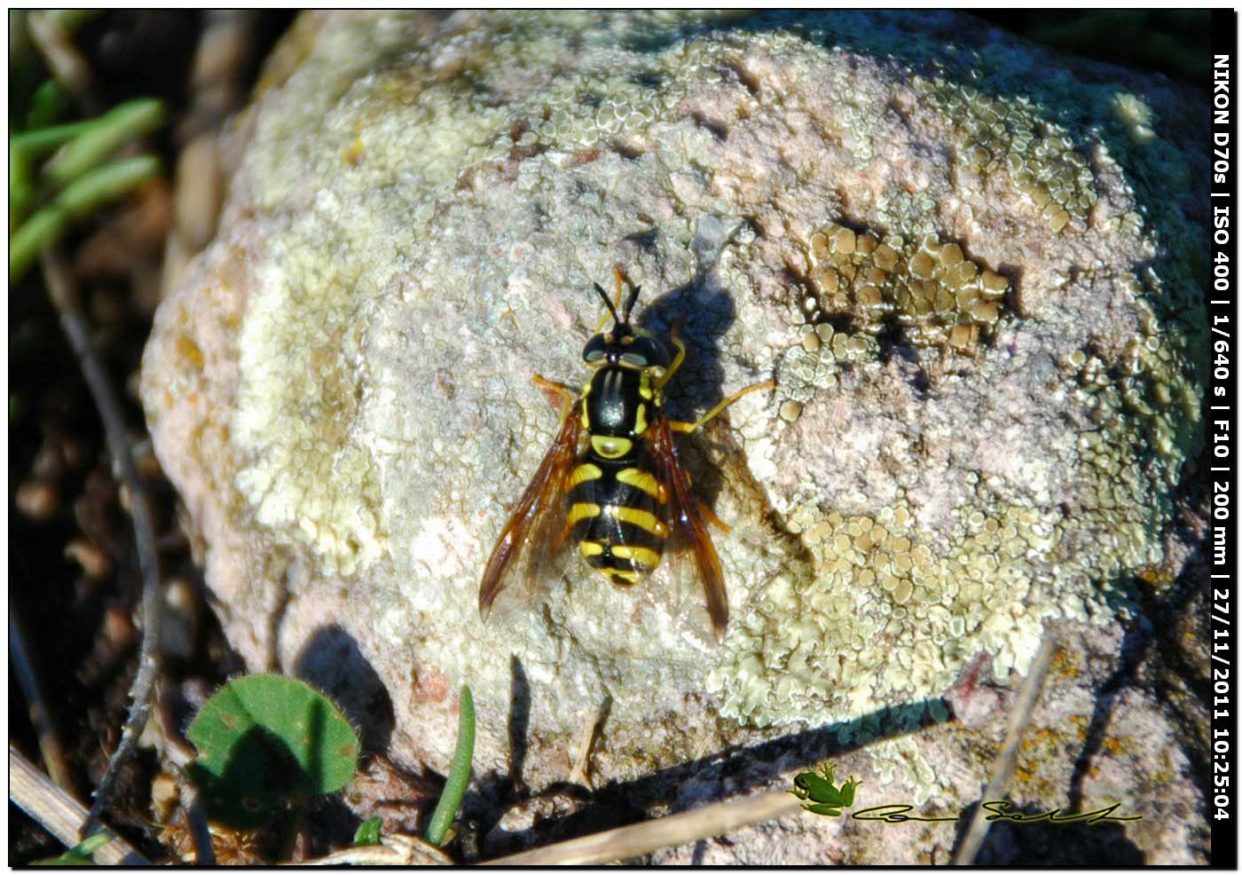 Syrphidae, Chrysotoxum intermedium?