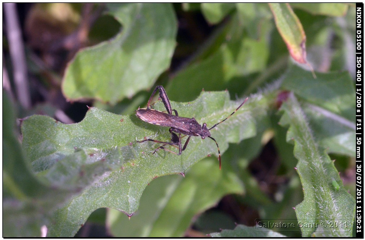 Alydidae: Camptopus lateralis della Sardegna