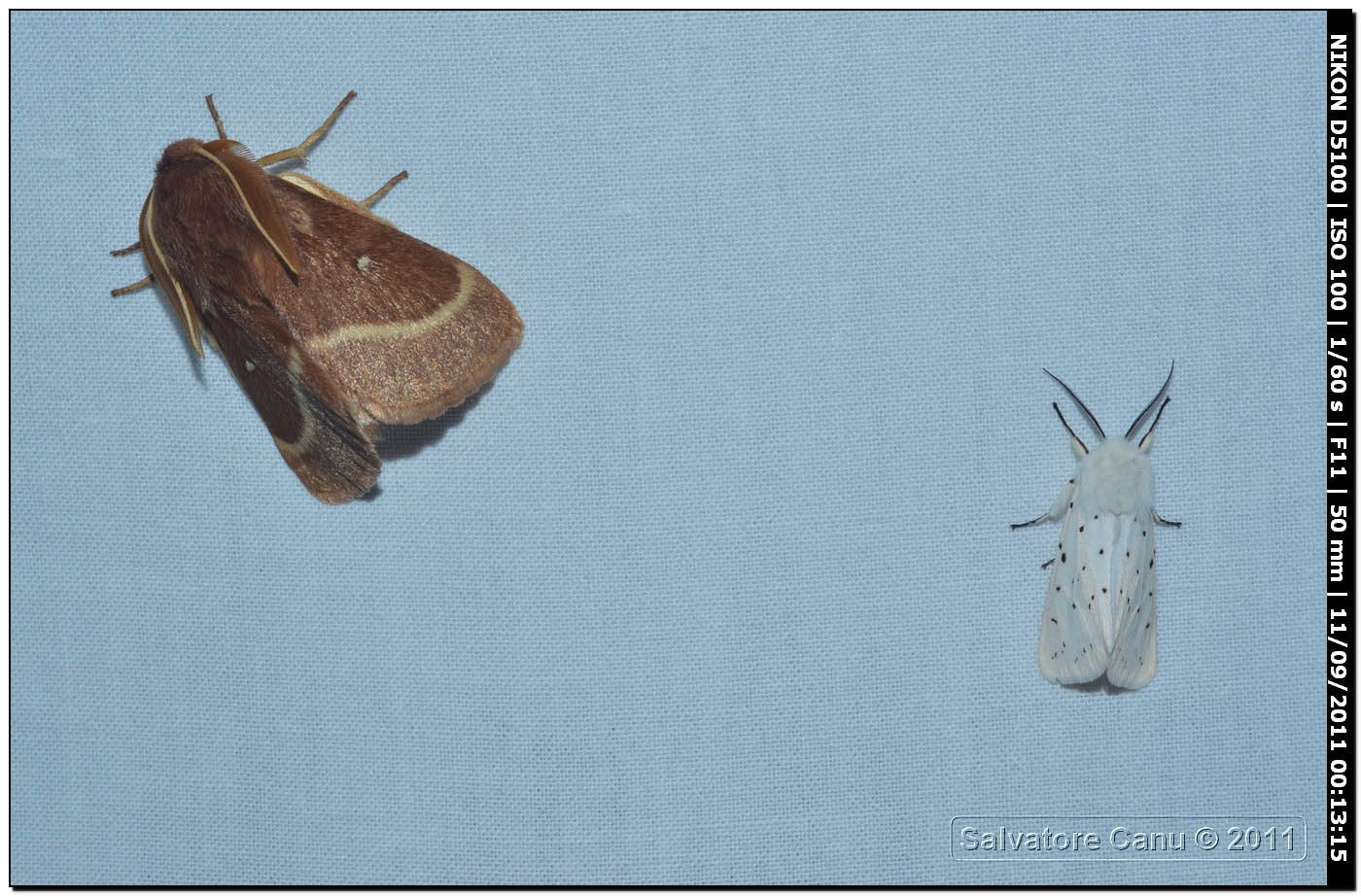 Lasiocampa trifolii cocles e Spilosoma lubricipedum