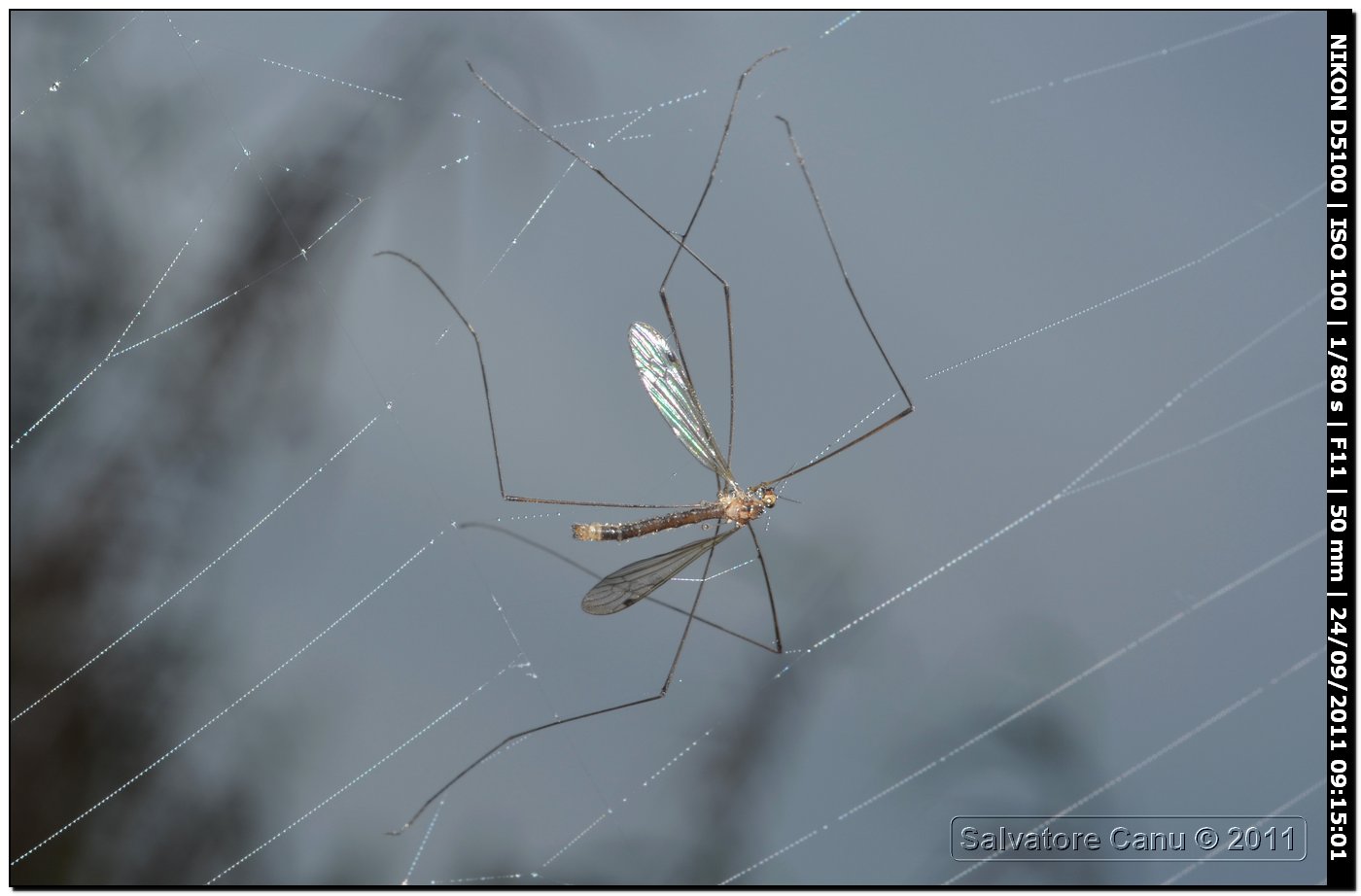 Tipulidae sp