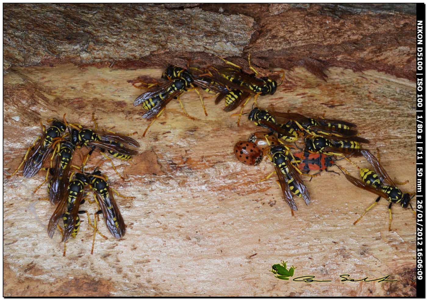 Mix sotto corteccia di eucalipto (Polistes svernanti)