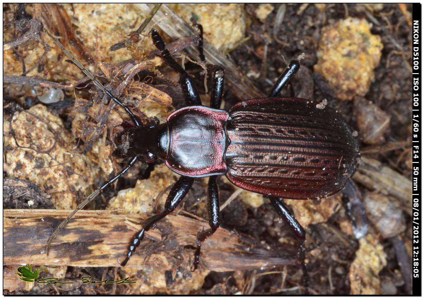 Carabus (Macrothorax) morbillosus constantinus