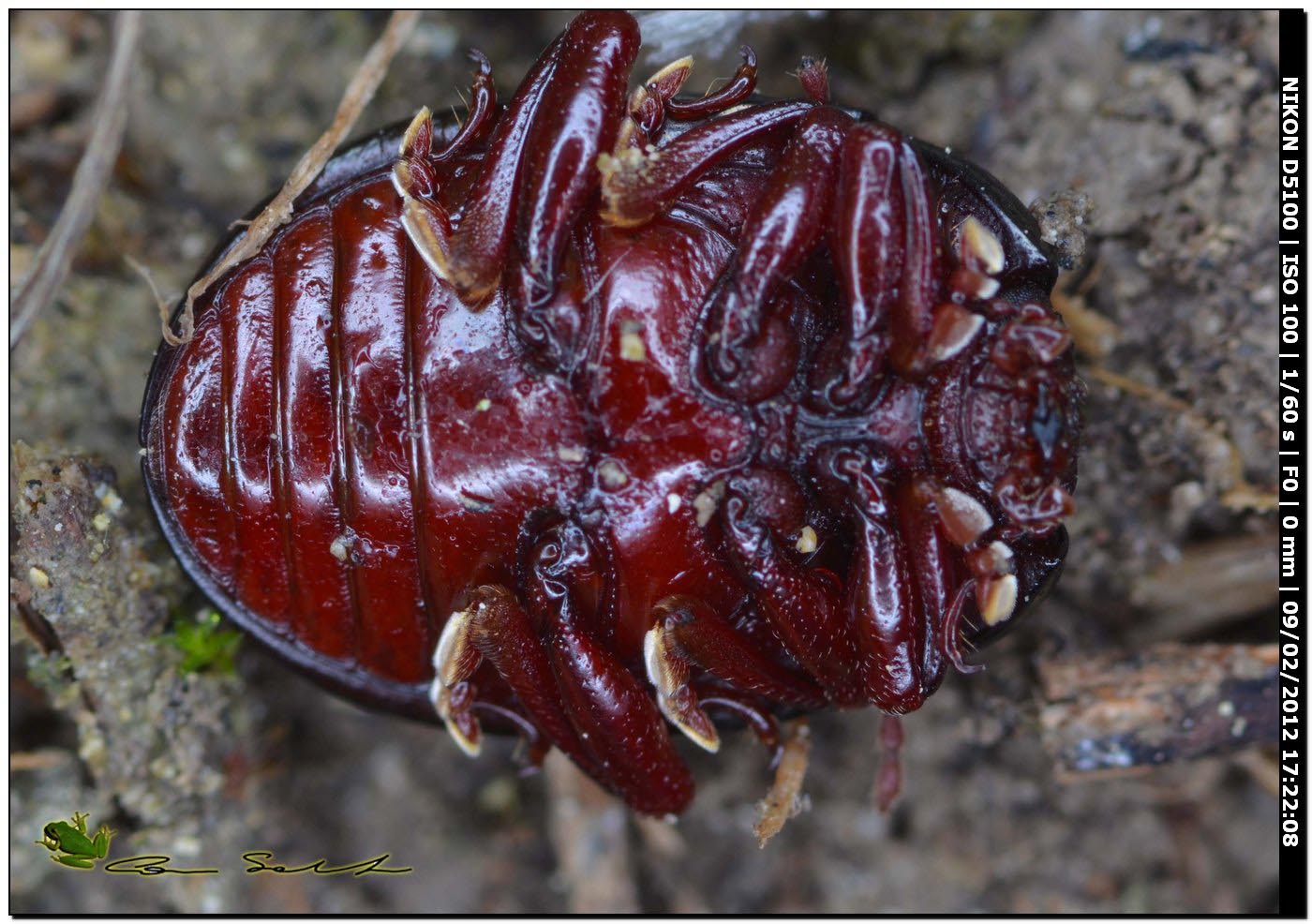 Coleottero scuro con ventre bordeaux: Chrysolina bankii