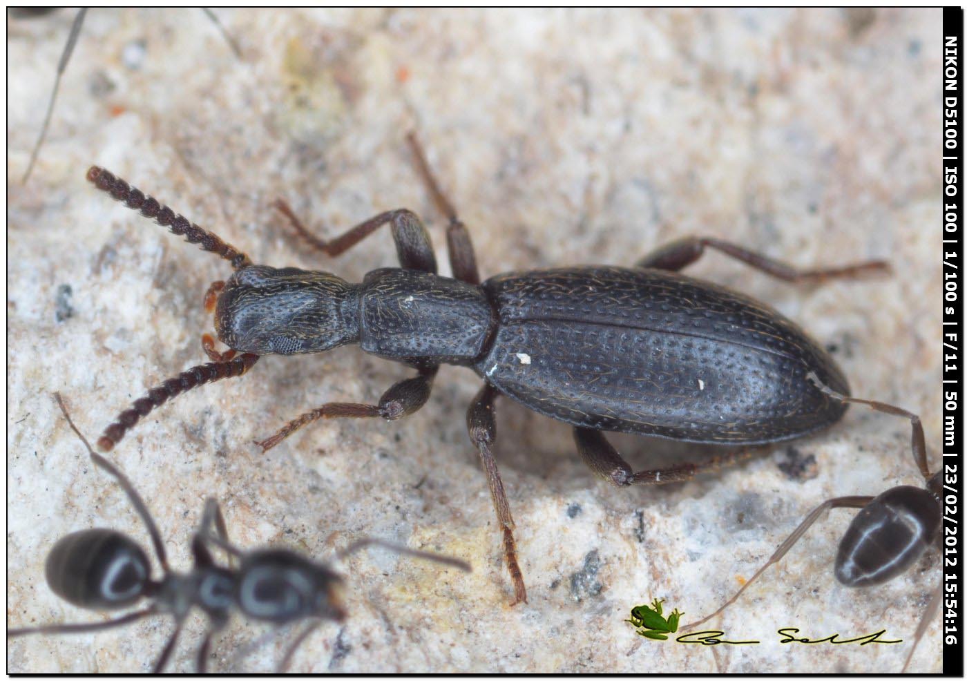 Stenosis sp. (Tenebrionidae) con formiche