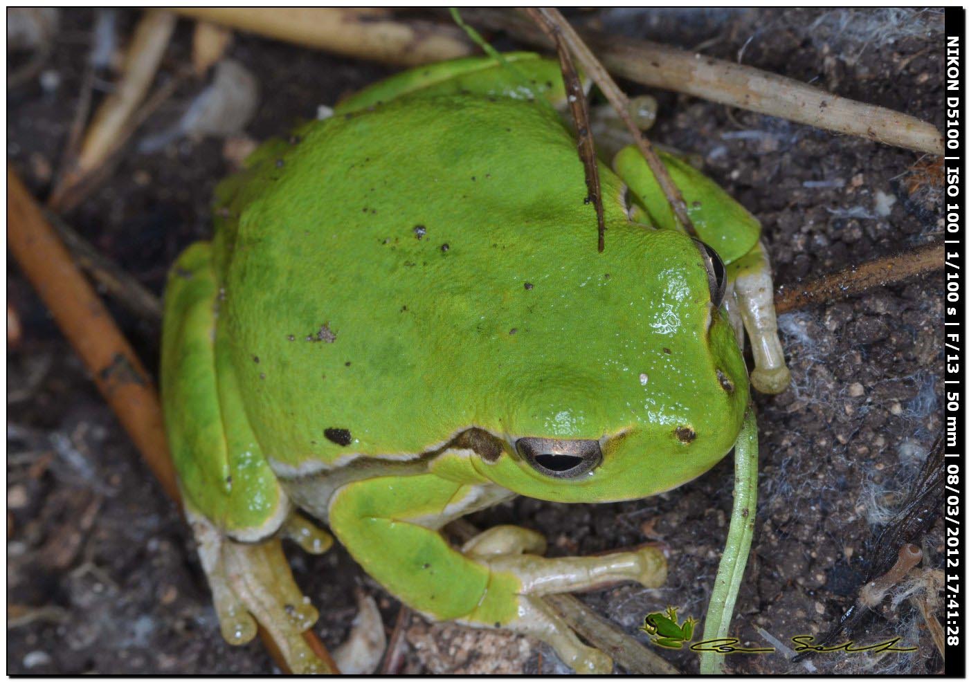 Hyla sarda da Usini