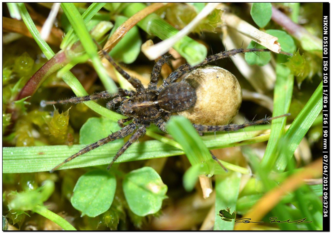 Pardosa sp. con ovisacco