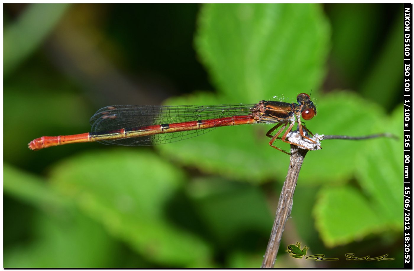 Ceriagrion tenellum ♂ e ♀