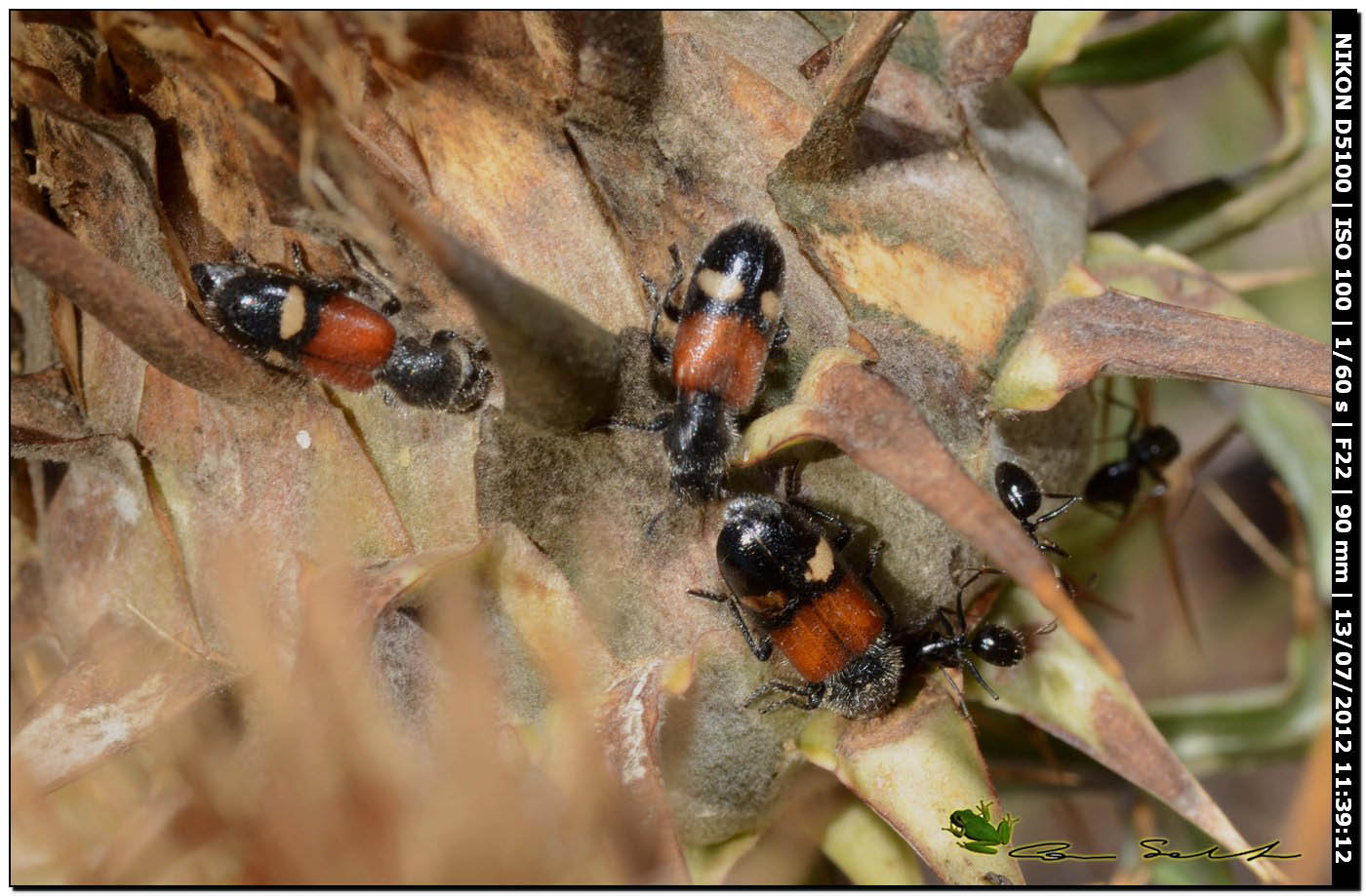 Cleridae, Tilloidea transversalis