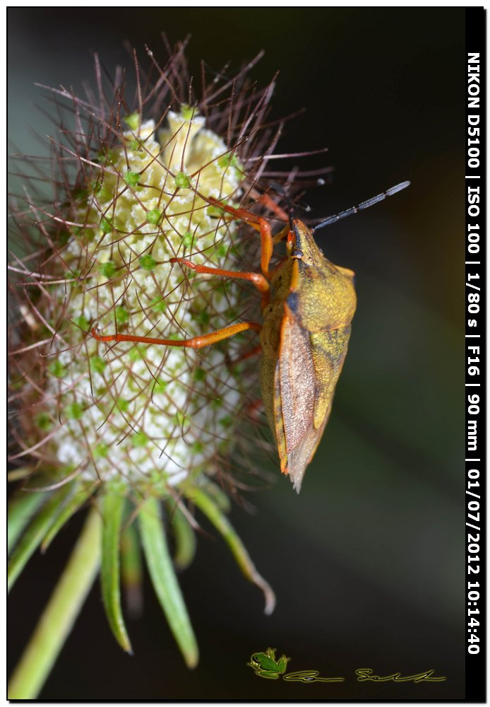 Carpocoris mediterraneus atlanticus