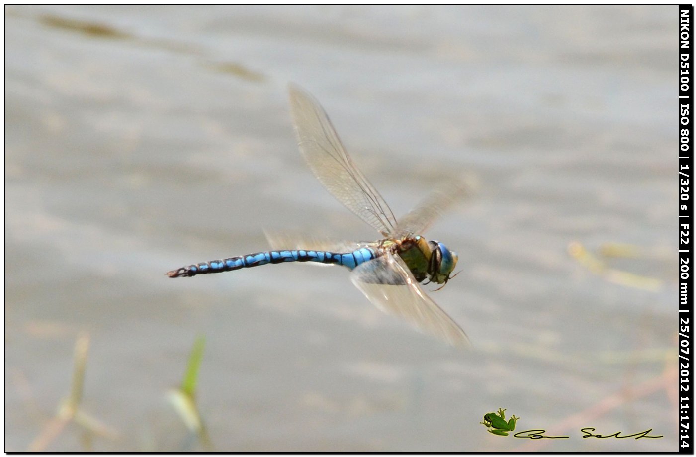 Anax imperator