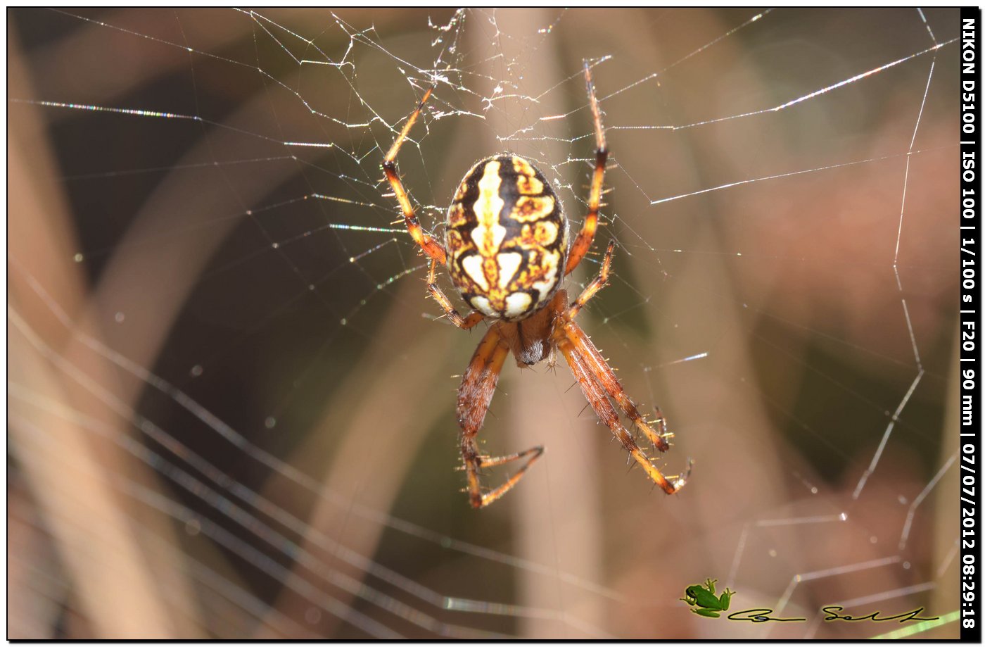 Araneidae, Neoscona adianta