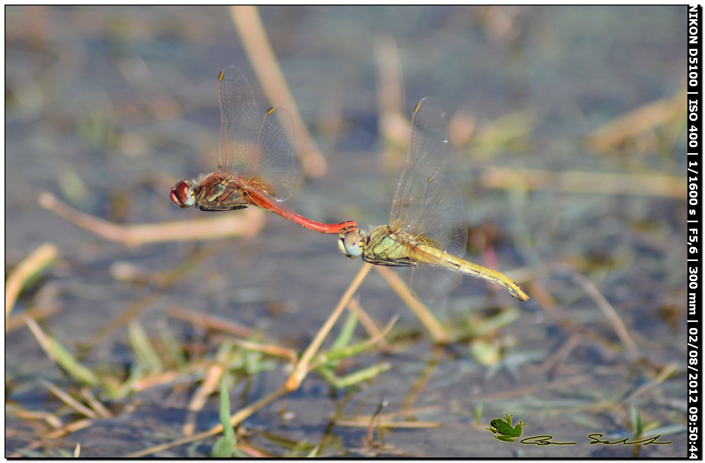 Sympetrum fonscolombii, ovodeposizione