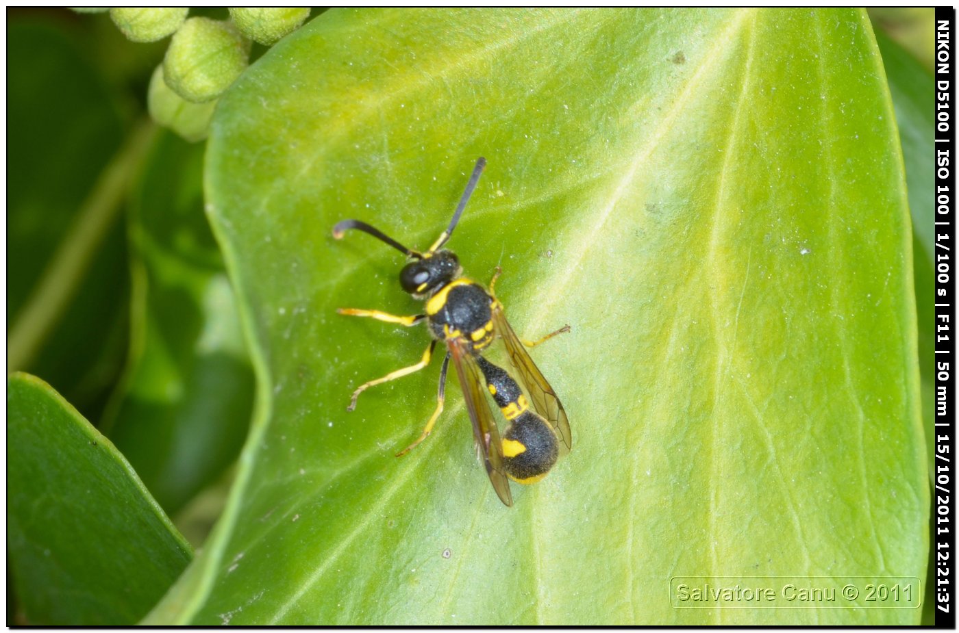 Eumenes sp. (Vespidae Eumeninae)