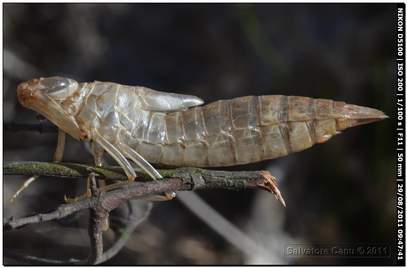 Exuvia da id. 2: Anax imperator