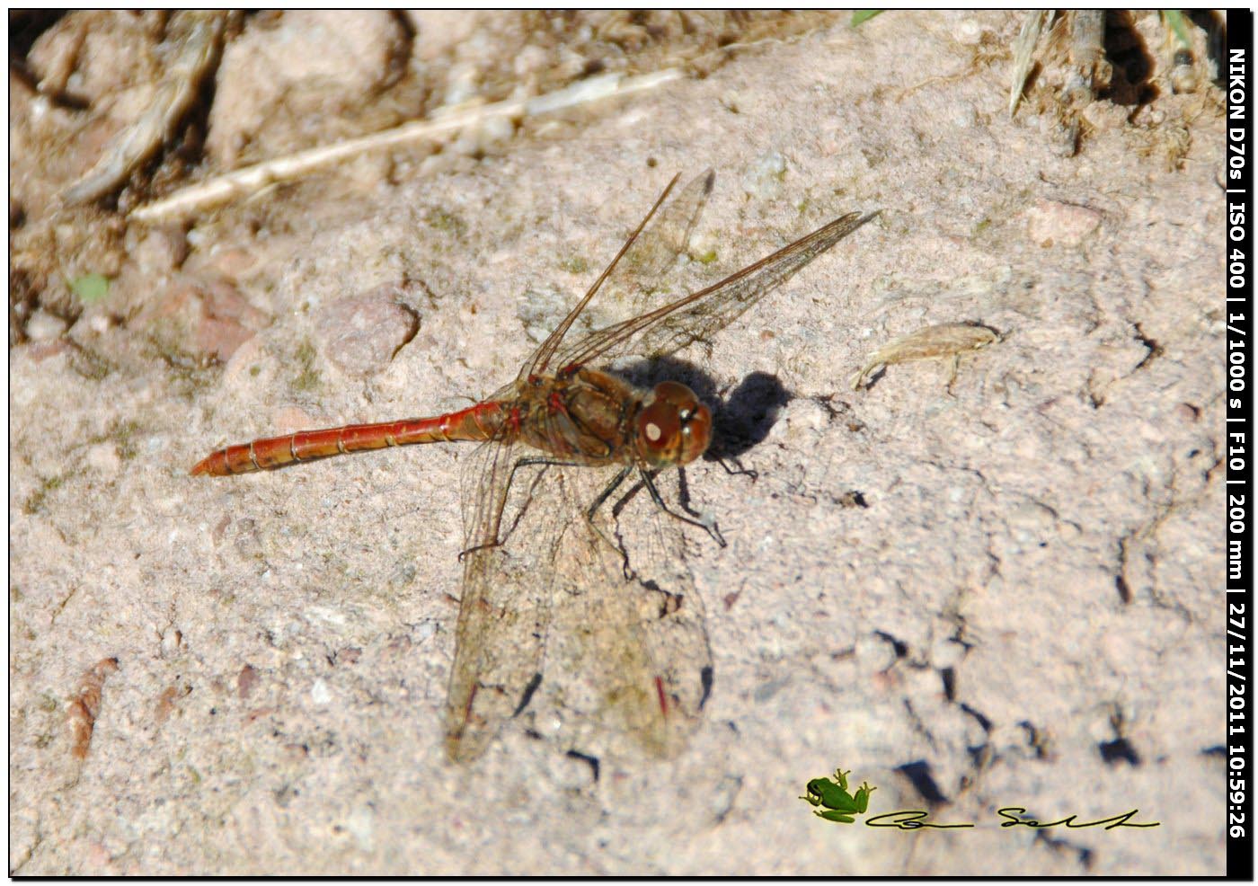 Sympetrum striolatum?