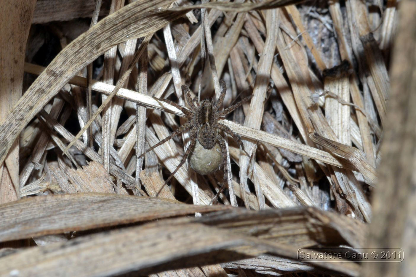 Pardosa sp.