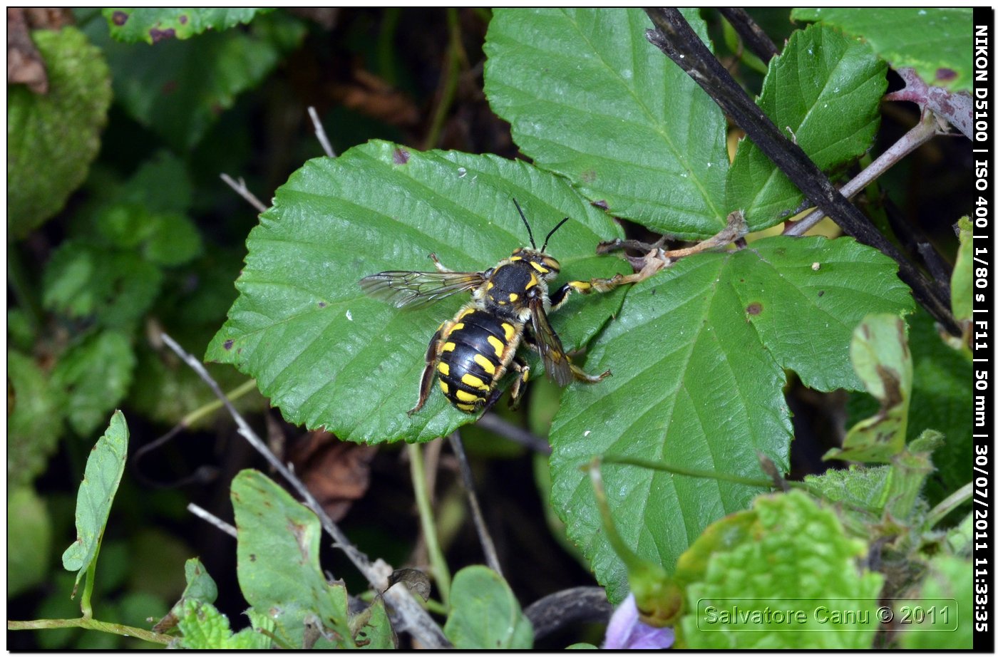 Anthidium sp.