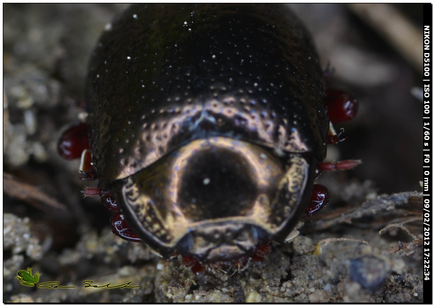 Coleottero scuro con ventre bordeaux: Chrysolina bankii