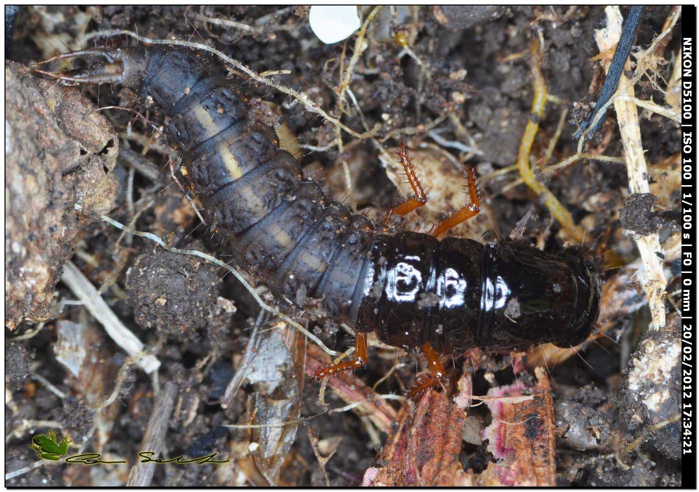 Larva Ocypus sp. (Staphilinidae)