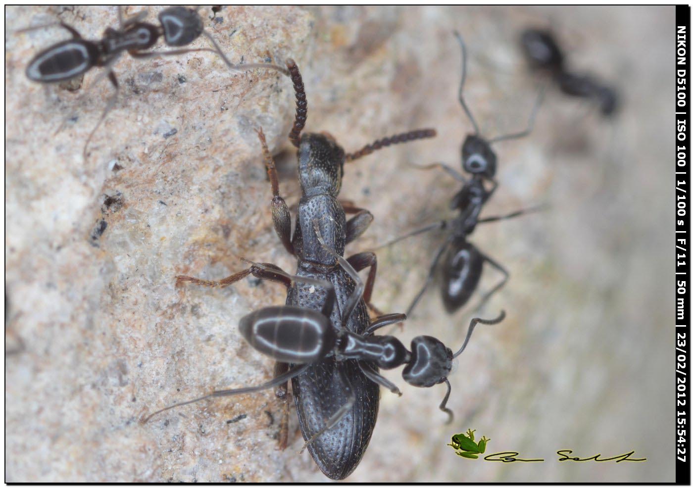 Stenosis sp. (Tenebrionidae) con formiche