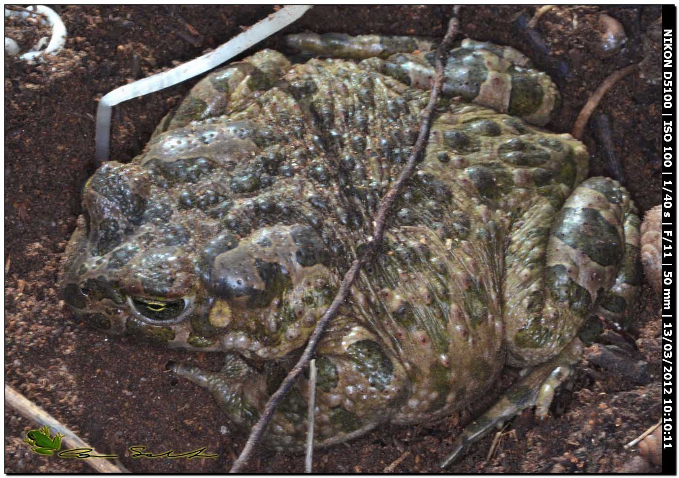 Bufo viridis? Bufotes balearicus (Sardegna)