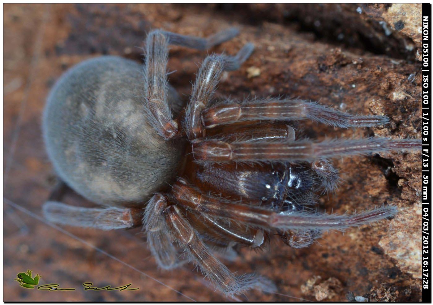 Amaurobius cf. erberi