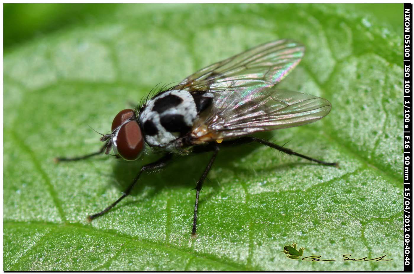 Muscidae da id.