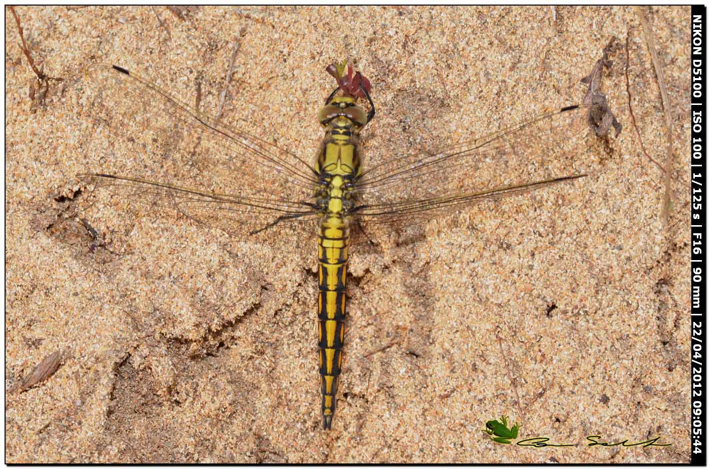 Orthetrum cancellatum