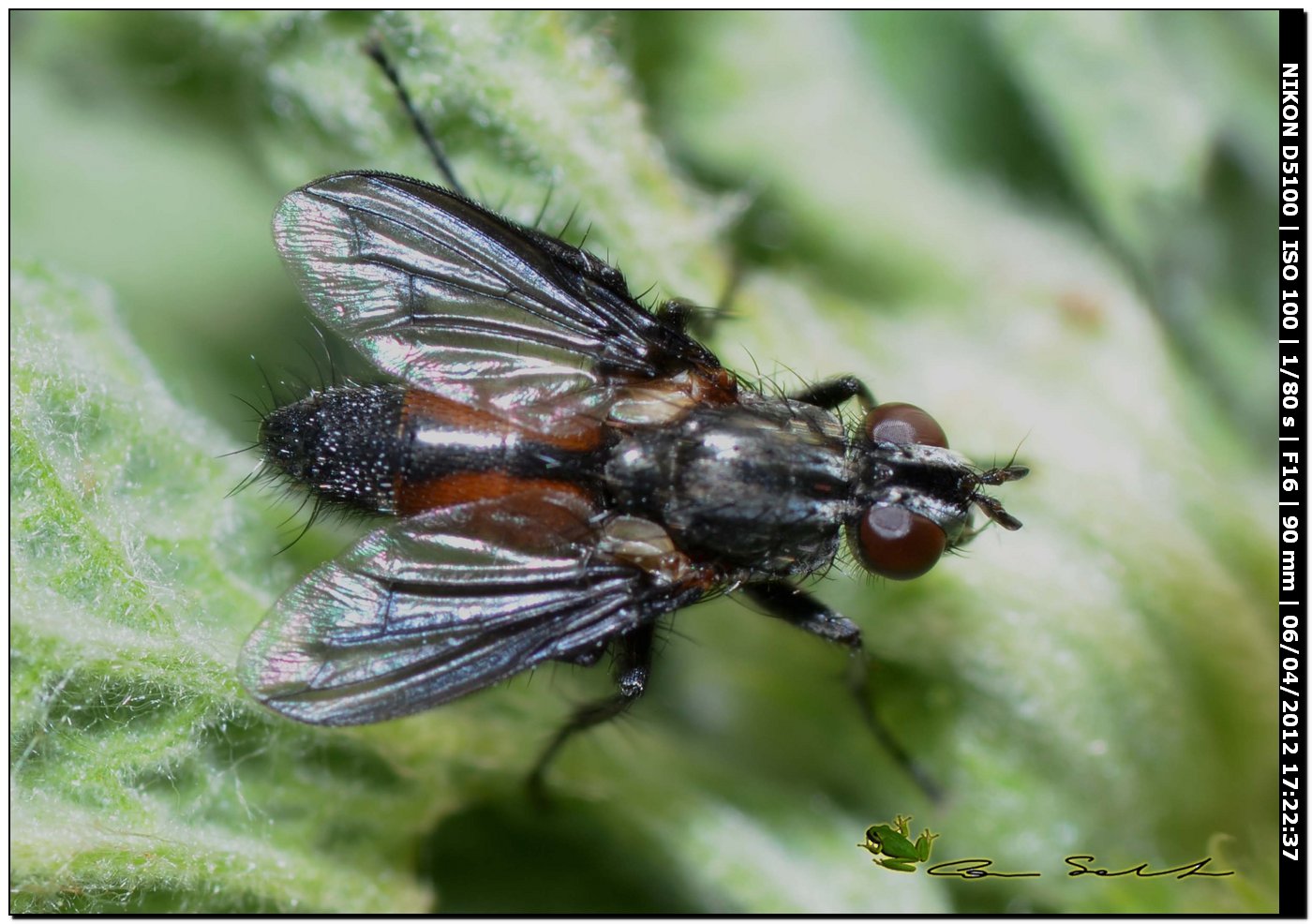 Stevenia sp. (Rhinophoridae)