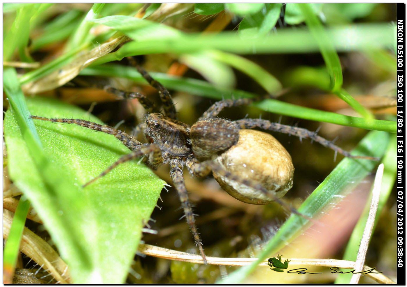 Pardosa sp. con ovisacco