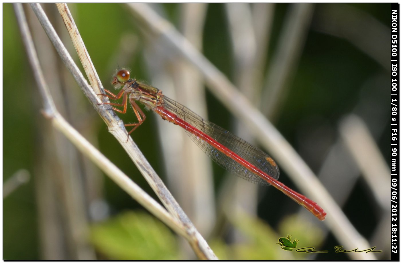 Ceriagrion tenellum ♂