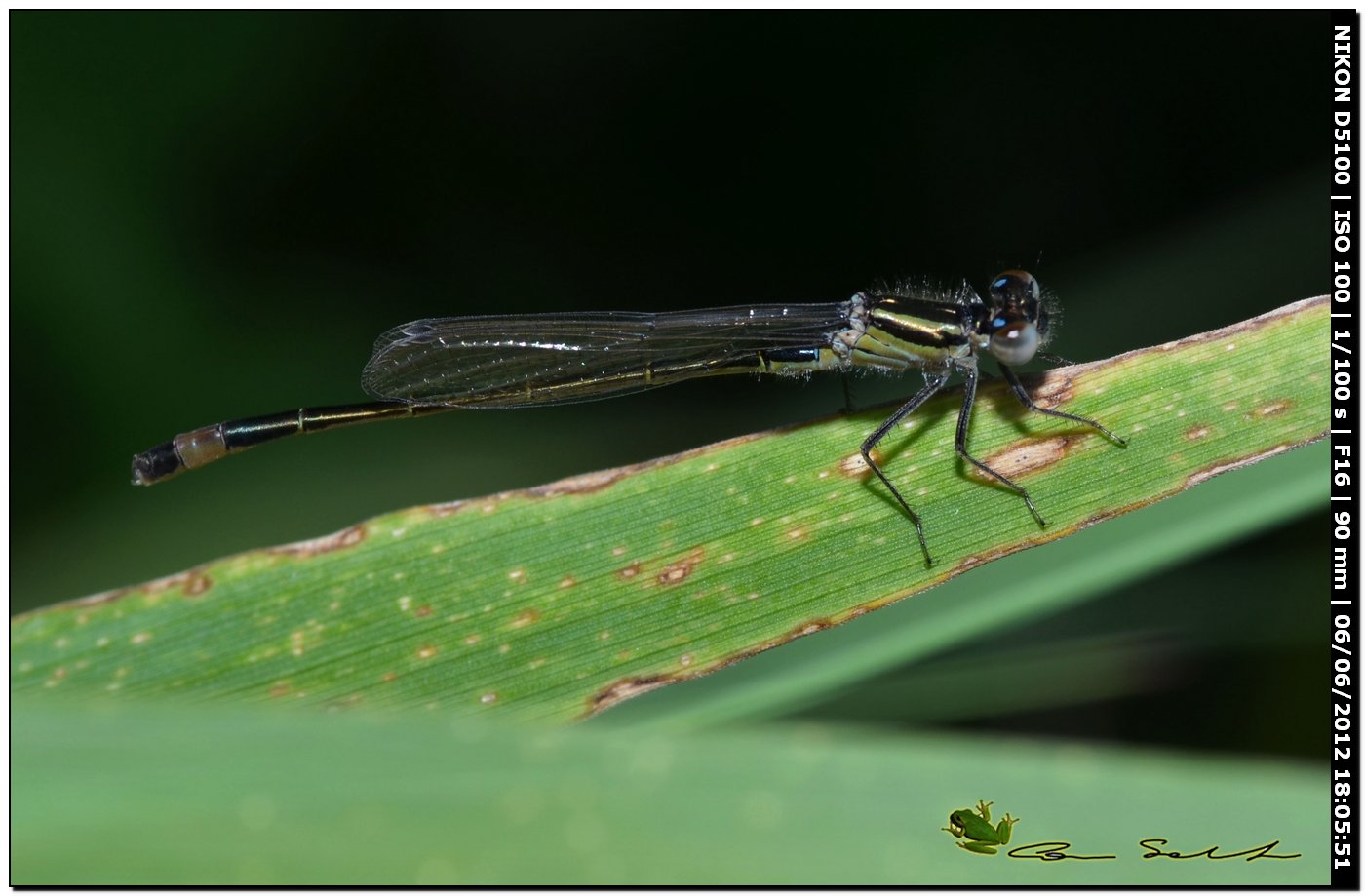 Ischnura genei, immaturo